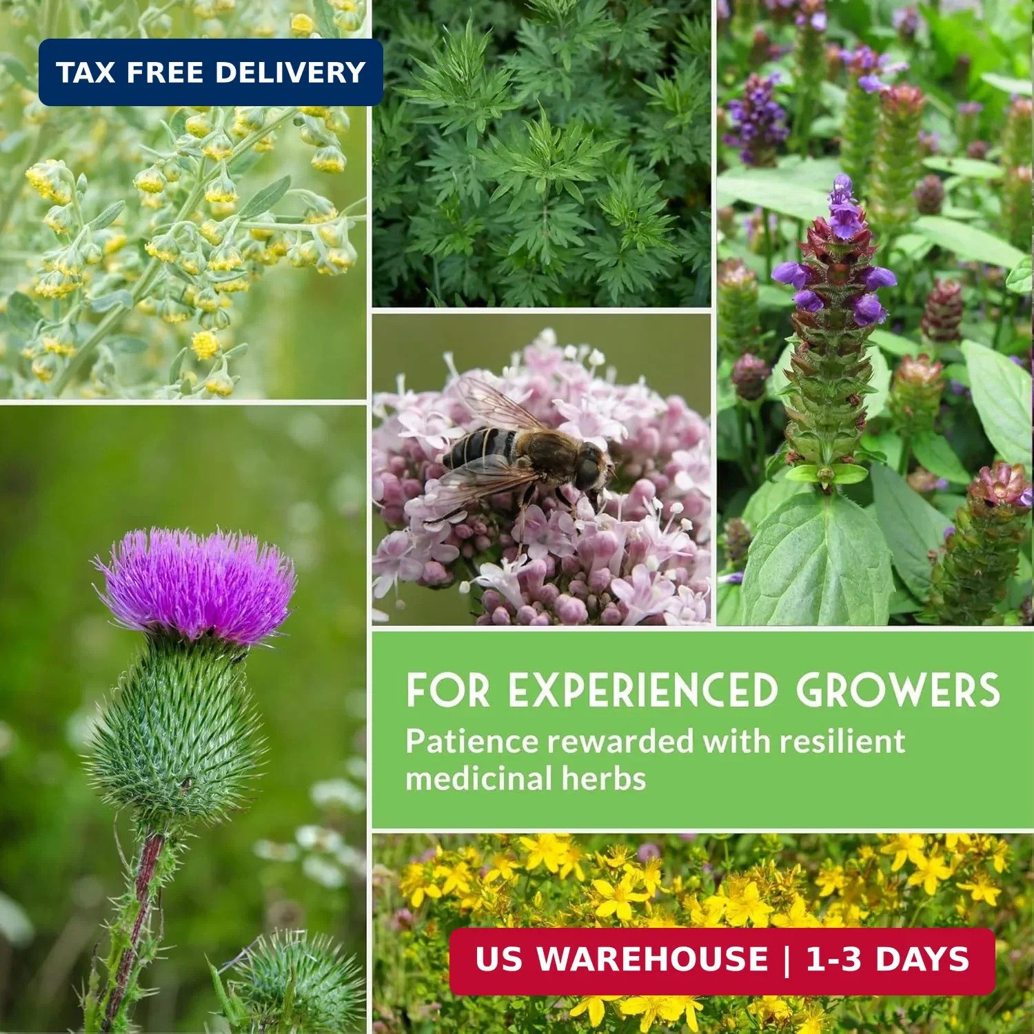 Advanced Medicinal Herb Seeds Collection – Variety Pack for Planting with Planta