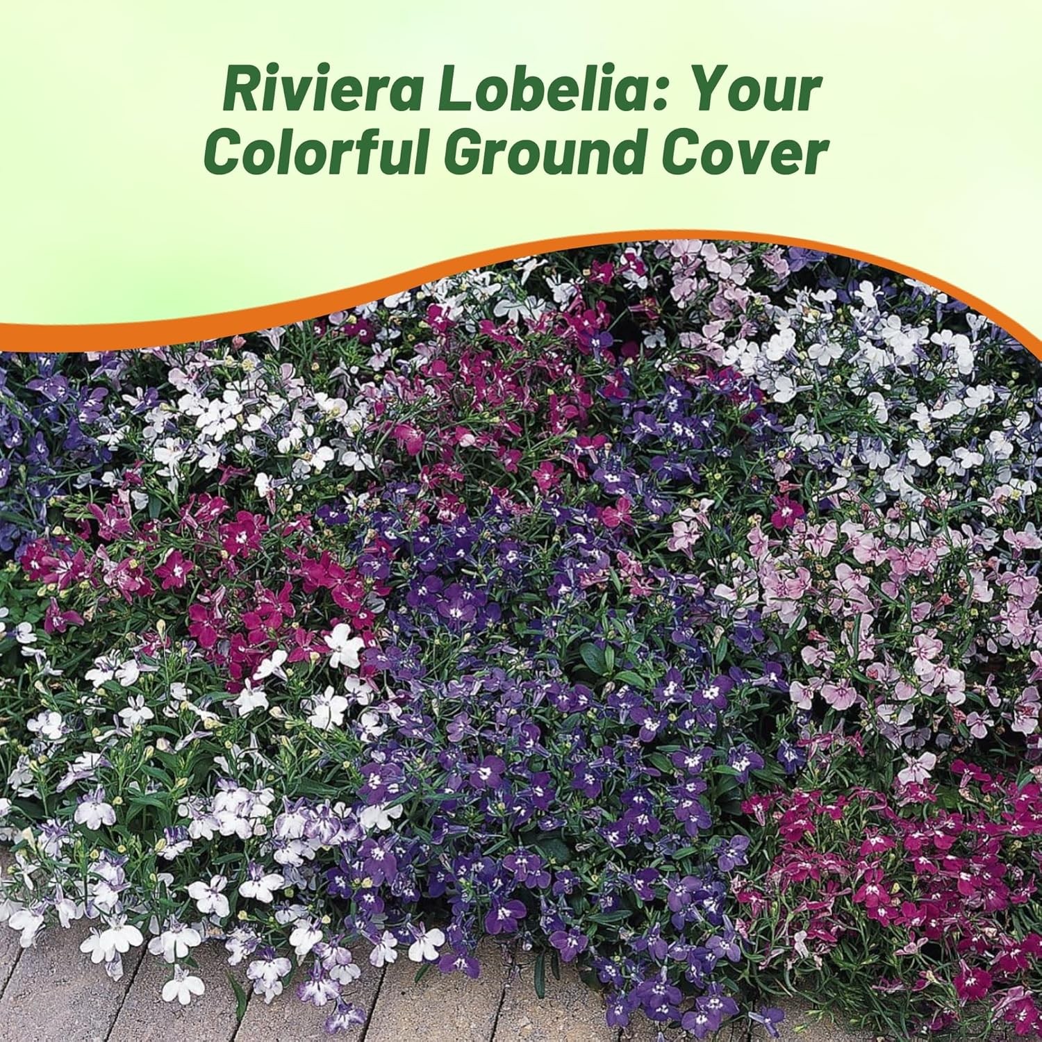 10000 Seeds Lobelia Seed – Lobelia Erinus Riviera Ground Cover Seeds