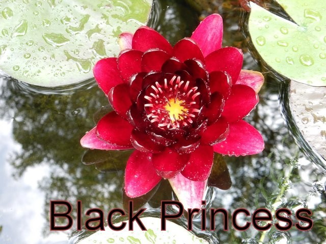 SUNFIRE water lily – hardy pond plant – FOR CHARITY – Nice tuber!