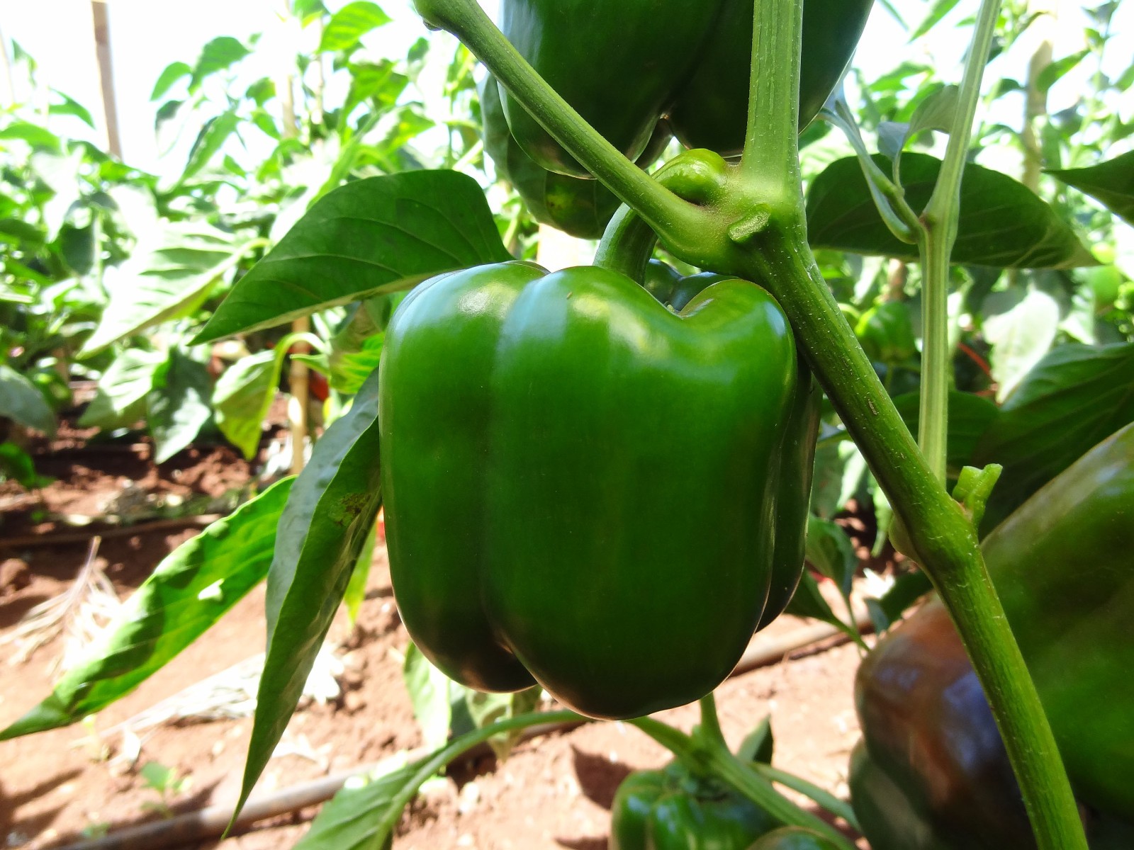 25 EMERALD GIANT SWEET BELL PEPPER SEEDS ~ 2026 ~ heirloomseedguy ~ USA