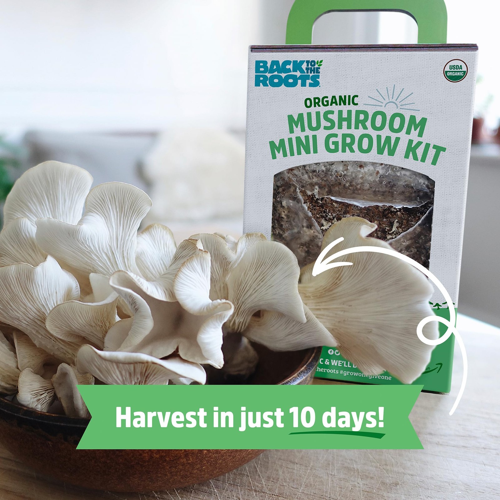 Back to the Roots Organic Mini Mushroom Grow Kit, Harvest Gourmet Oyster