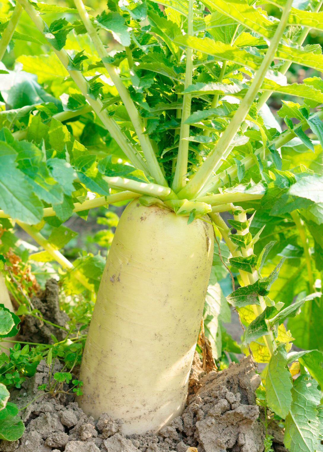 200+Daikon Radish Seeds Japanese Minowase Radish Chinese White radish Luo bo USA