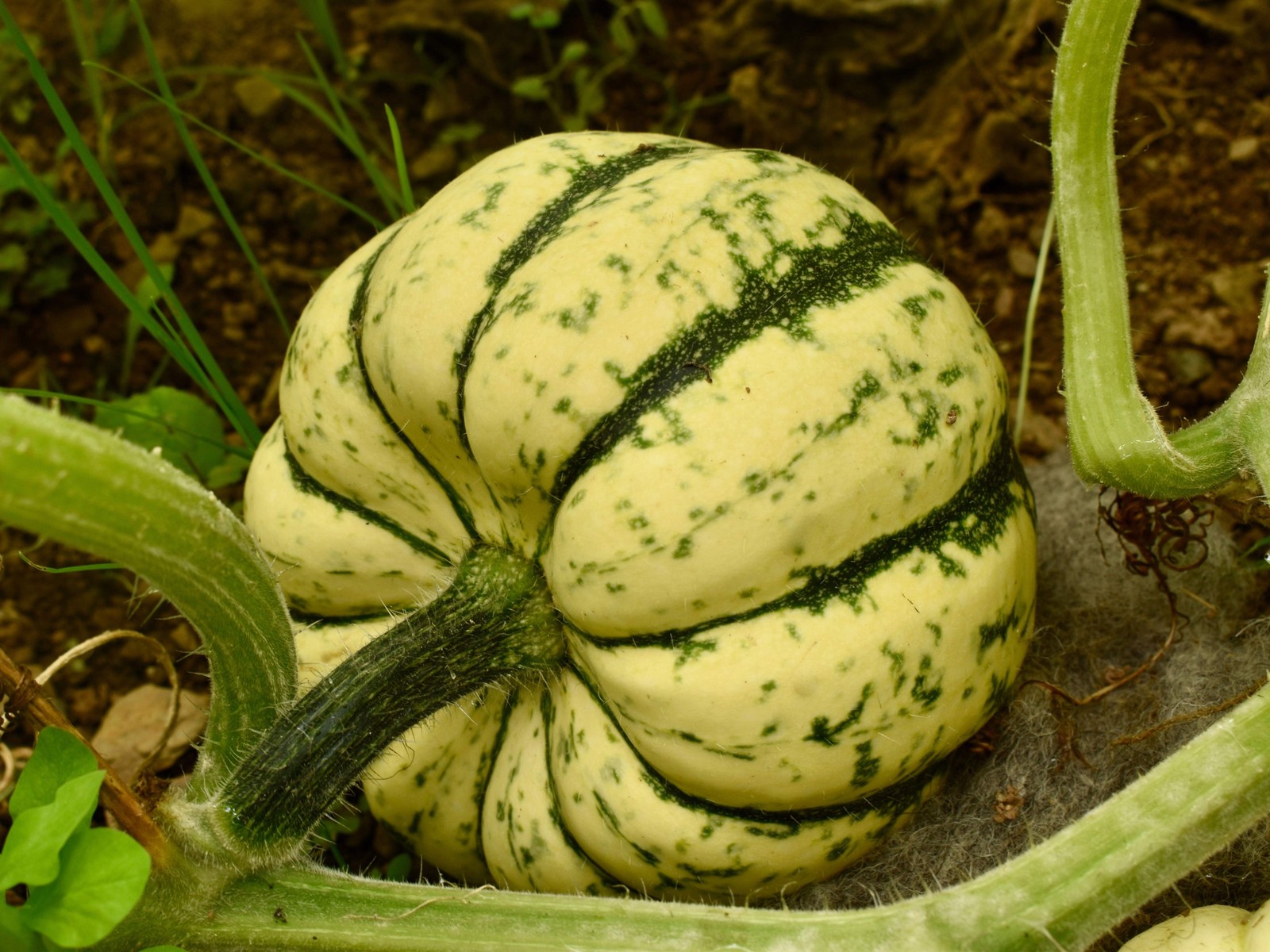 15 HEART Of GOLD Acorn SQUASH Winter Cucurbita Pepo Vegetable Seeds