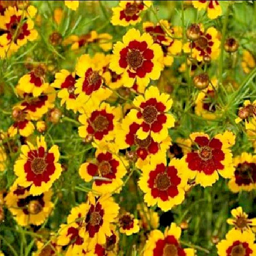 Plains Coreopsis tinctoria Seeds Grow Beautiful Heirloom Calliopsis Flowers