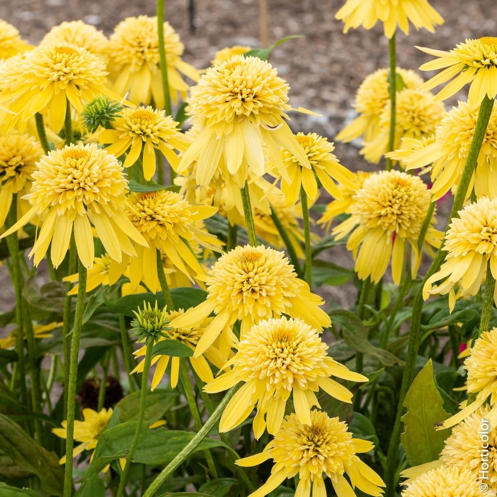 1000+ Echinacea Coneflower Seeds for Planting -Perennial Cone Flower Seeds Attra