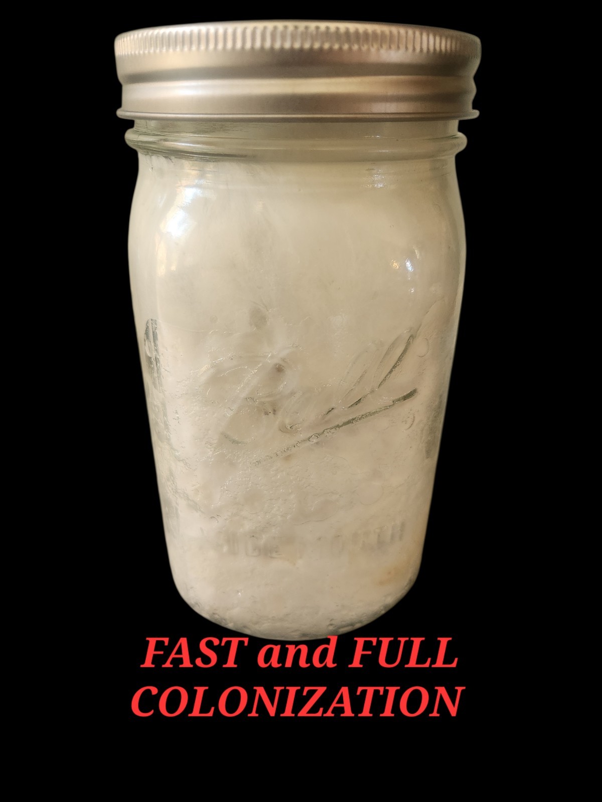 Mushroom Grain Spawn, Sterilzed 2 Quarts, Uninoculated