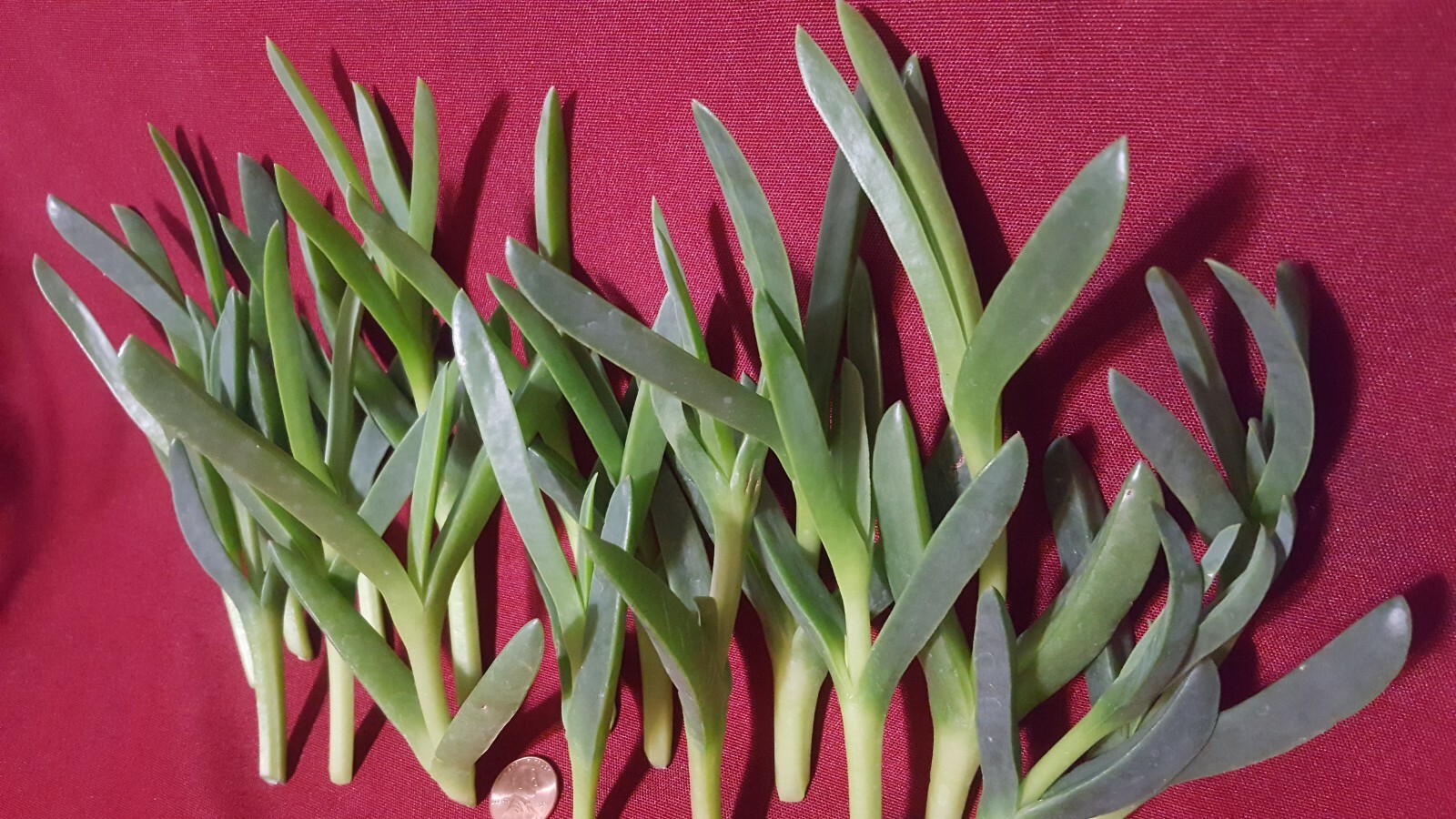 Ice plant Coastal Pig face Succulent 100 Live cuttings 3 to 5 inches long