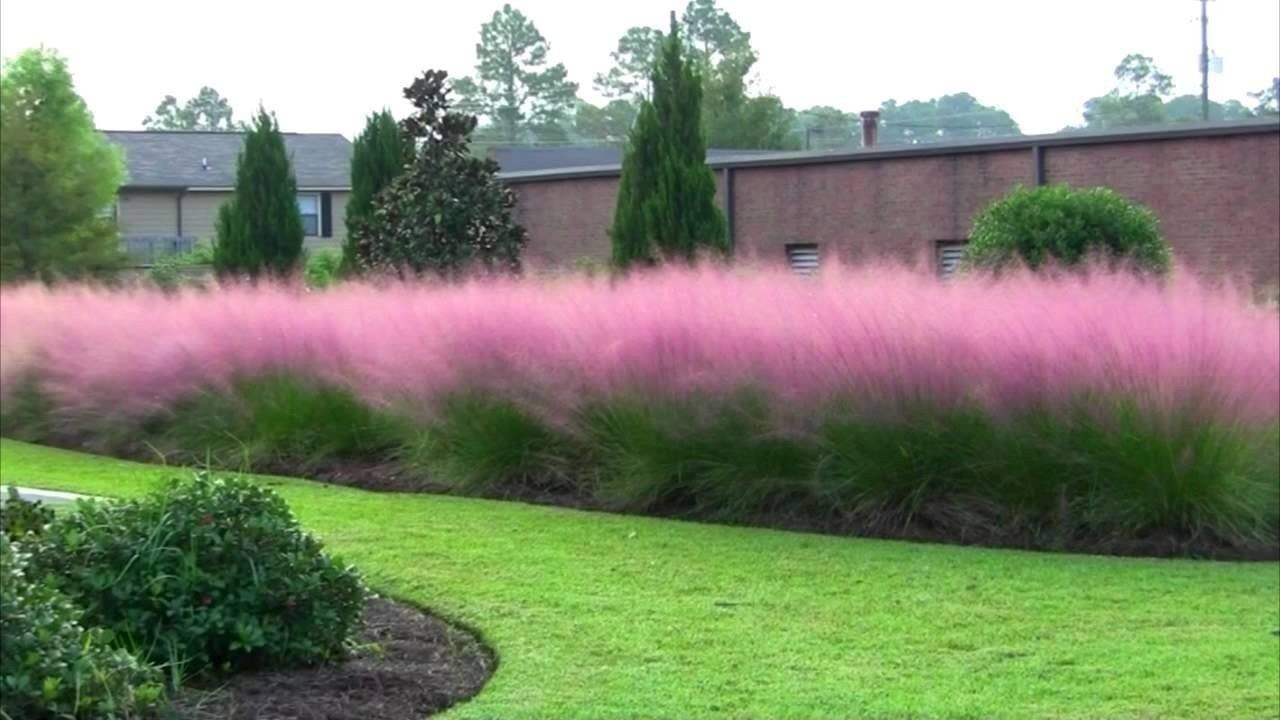 Muhly Grass | 3 Large Gallon Size Plants | Muhlenbergia capillaris | Ornamental