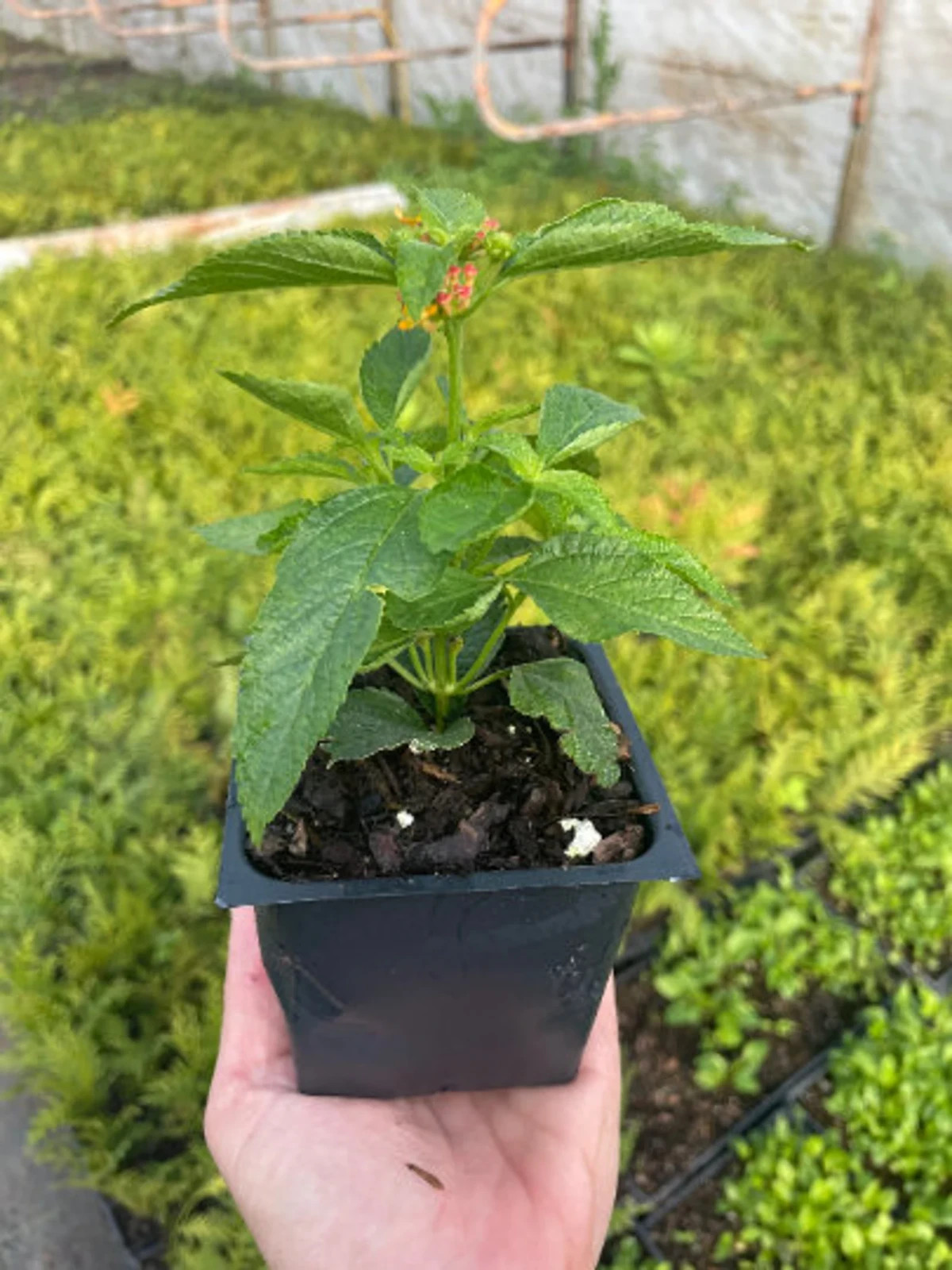 Miss Huff Lantana Camara-3.5 in pot- Repel Mosquito-Attract Butterfly-USA farm