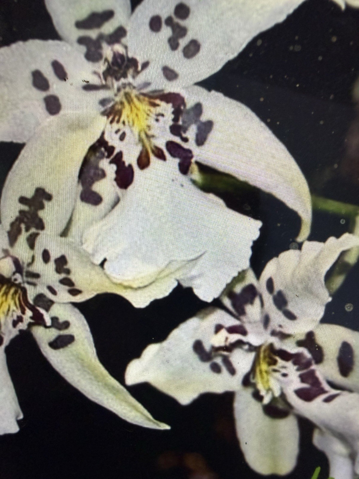 ORCHID PLANTS Onciduim Bulb bare root no pot