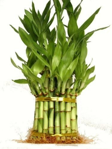 3 Tier 4″ 6″ 8″ Lucky Bamboo for Feng Shui ( About 38 Stalks) Home Growth U S A