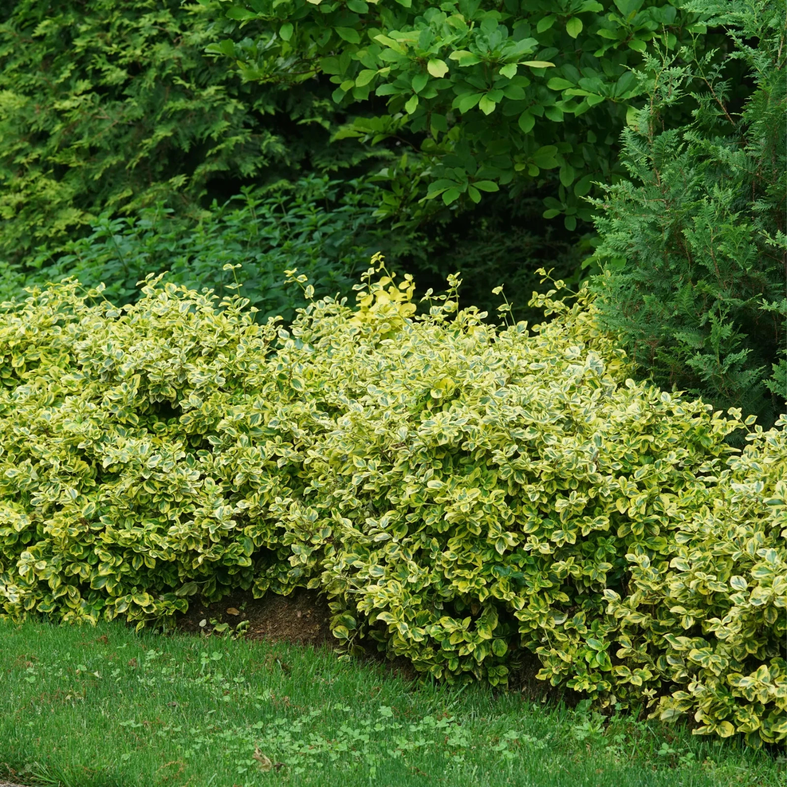 2 Live Gold Splash,Euonymus Perennial,Wintercreeper, Evergreen bare root plant