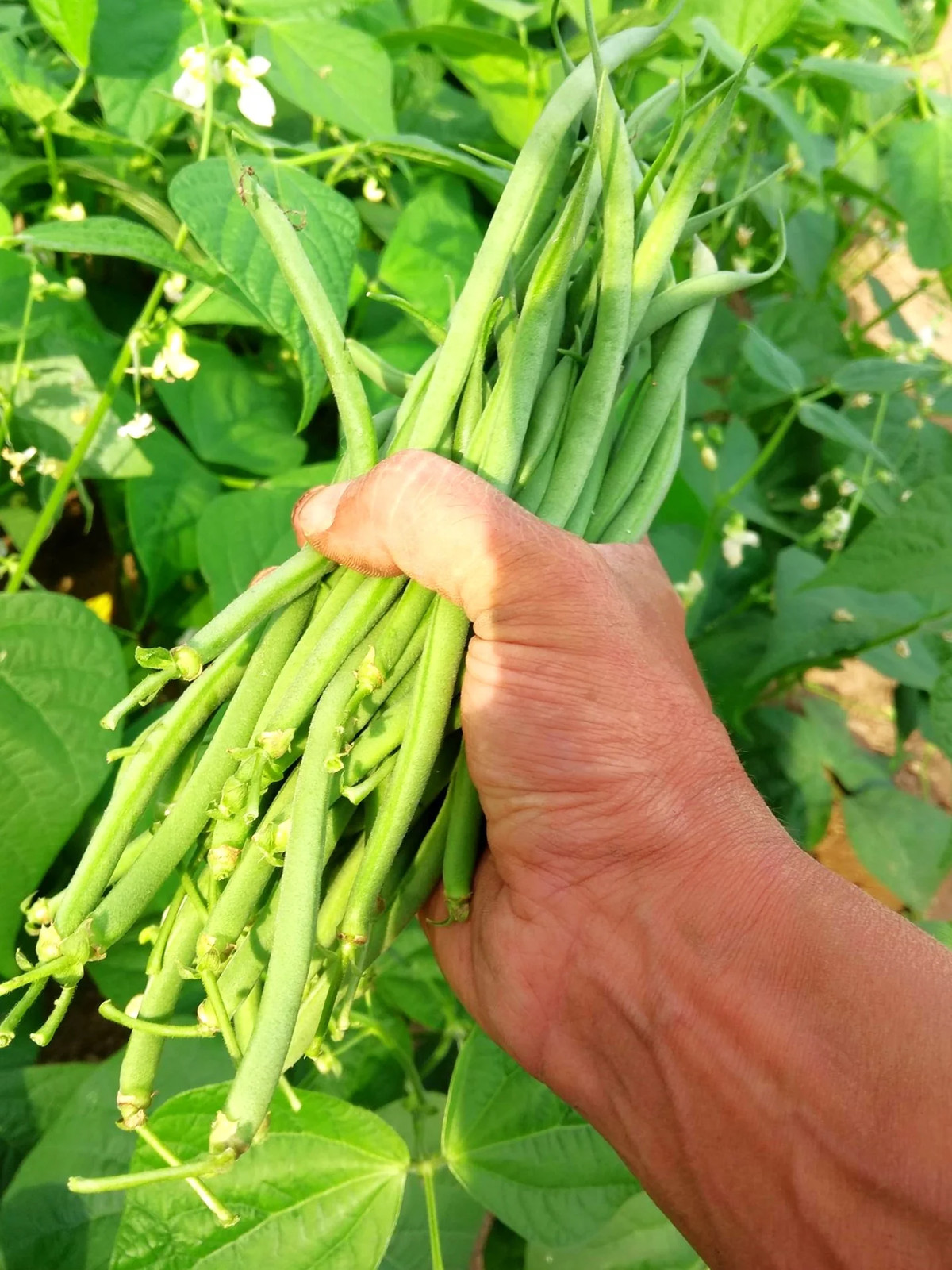 Haricots Vert French Filet Green Bean Seeds | Gourmet Masai Fine Sieve Seed 2025