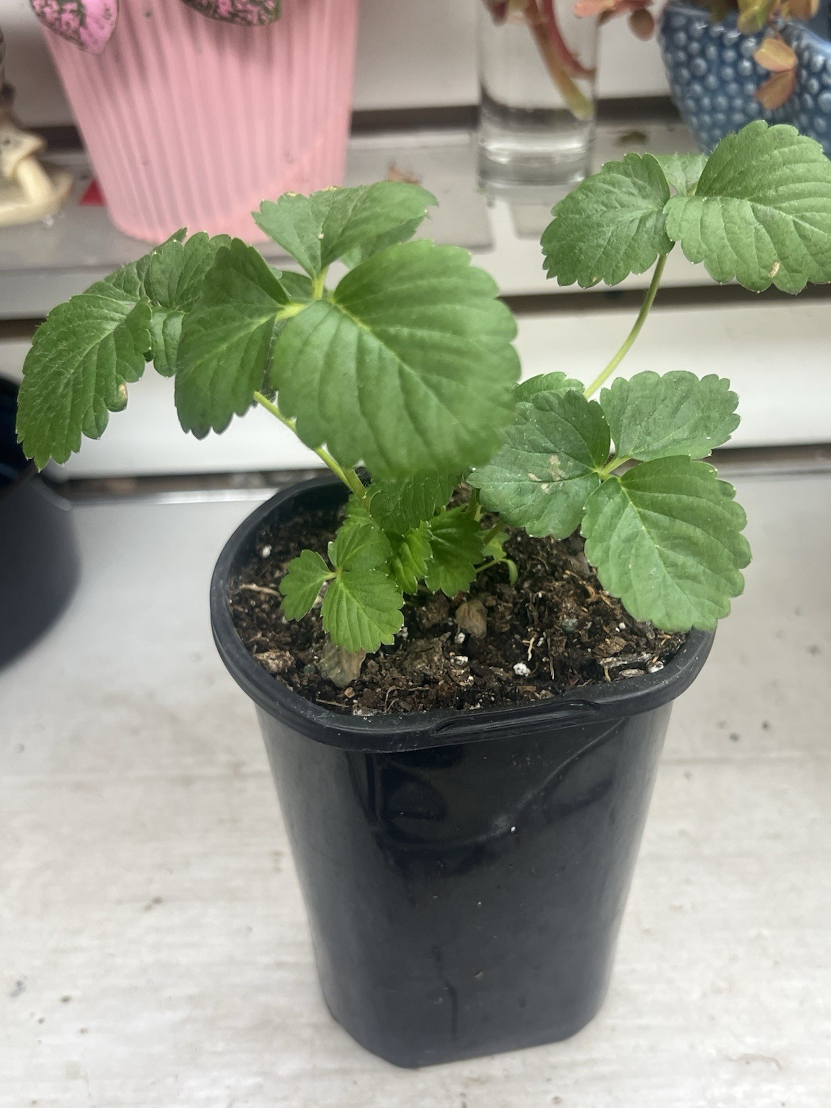 Live Ever Sweet Strawberry plant In 4” Pot