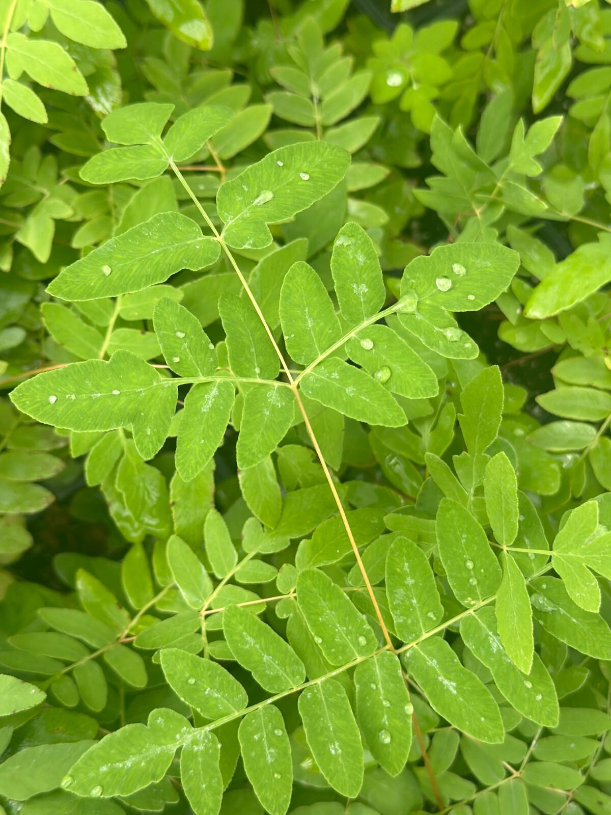 Royal Fern | Bare-root