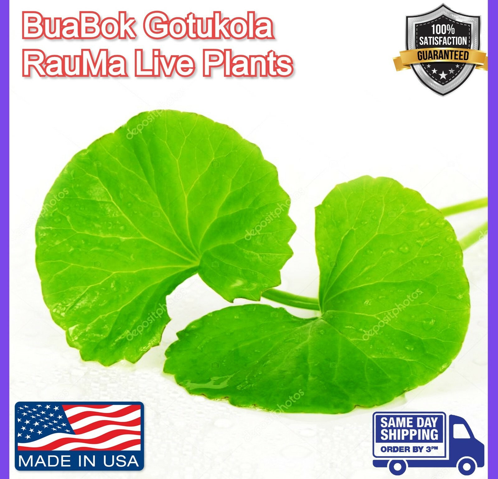 Rau Má Pennywort Gotu Kola Centella Asiatica Ji Xue Cao Bua BoK herbal 3x Plant