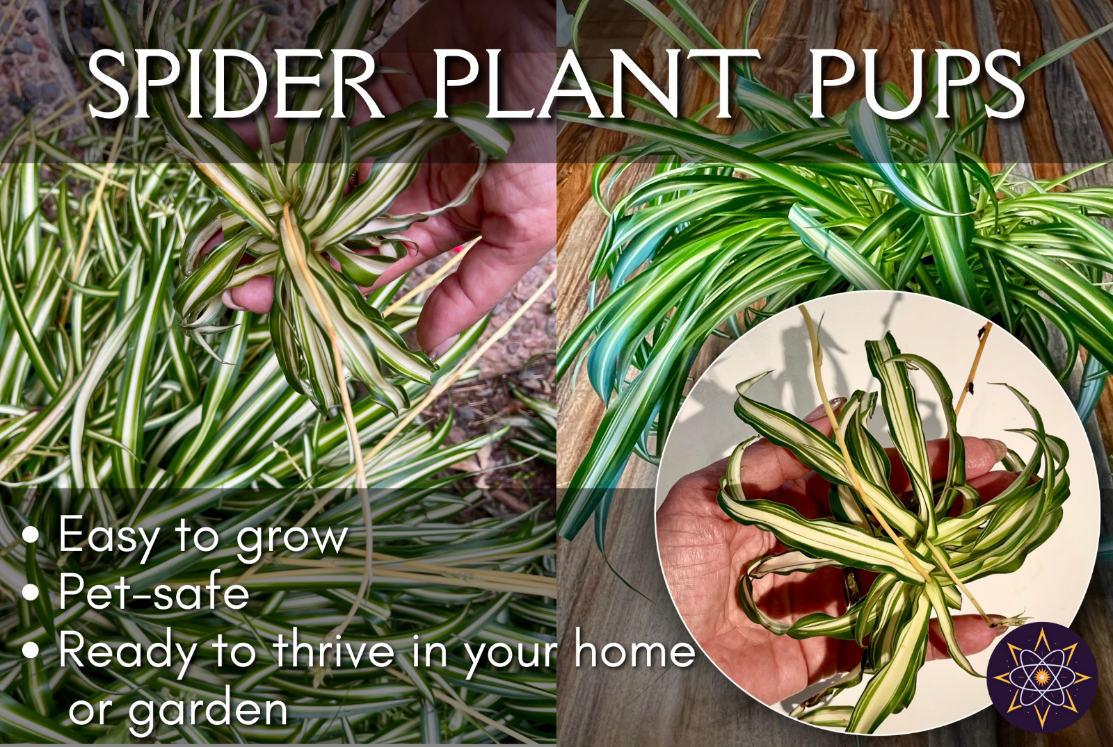 6+ Spider Plant Pups — Beginner Friendly Fast Growing Houseplant — FREE SHIPPING