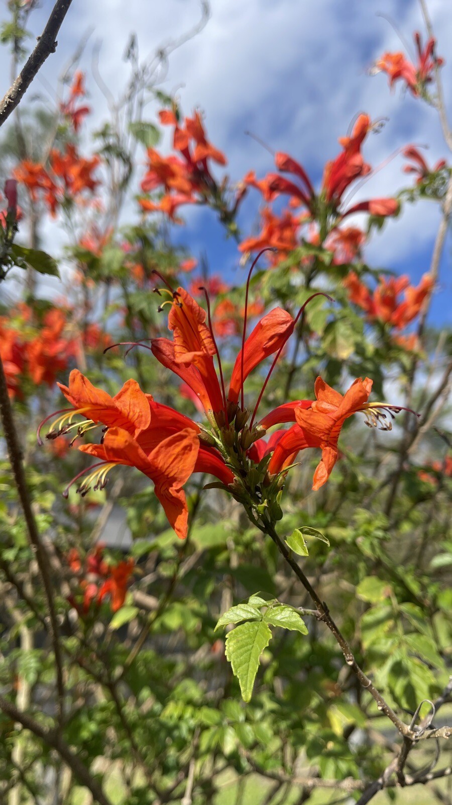 🌿Cape HoneySuckle 50+ Seeds Flower Plant Attract Hummingbirds & Bees
