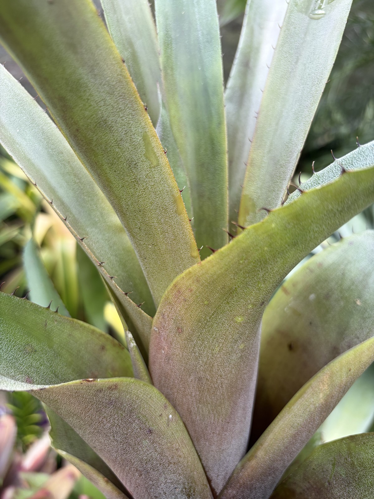 Bromeliad Sale! Hohenbergia ‘Bloody Saber’ (P. Finlayson)