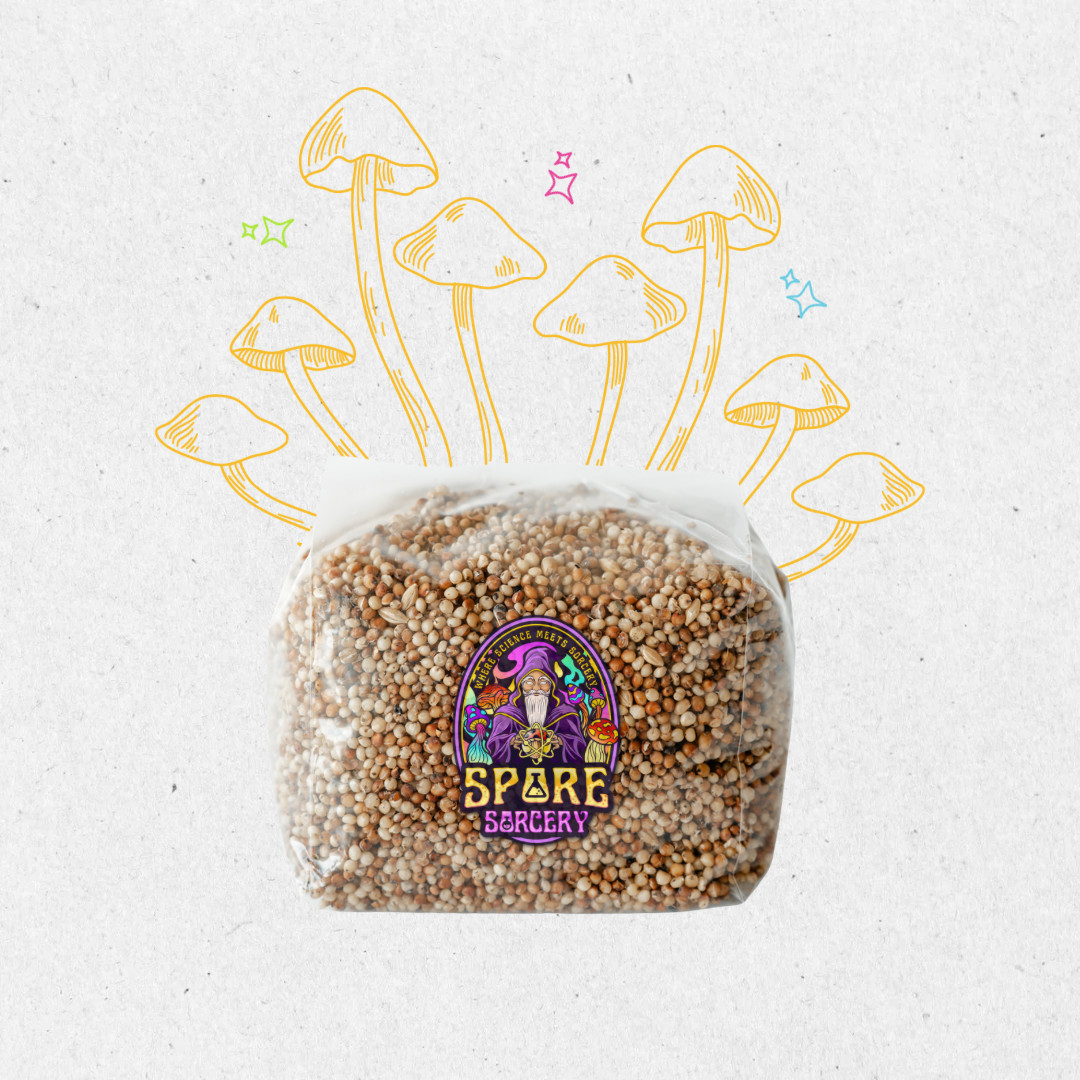 3 Pack | 3lb Milo Sorghum Grain Spawn