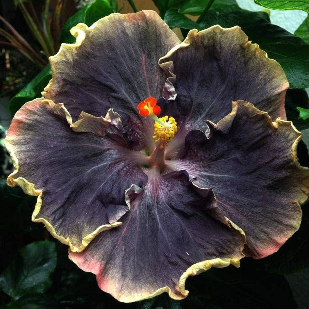 20PCS Black Rainbow Hibiscus Seeds for Vibrant Garden Blooms