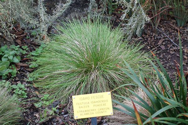 Festuca idahoensis | Roemer’s Fescue | Blue Bunchgrass | 250 Seeds