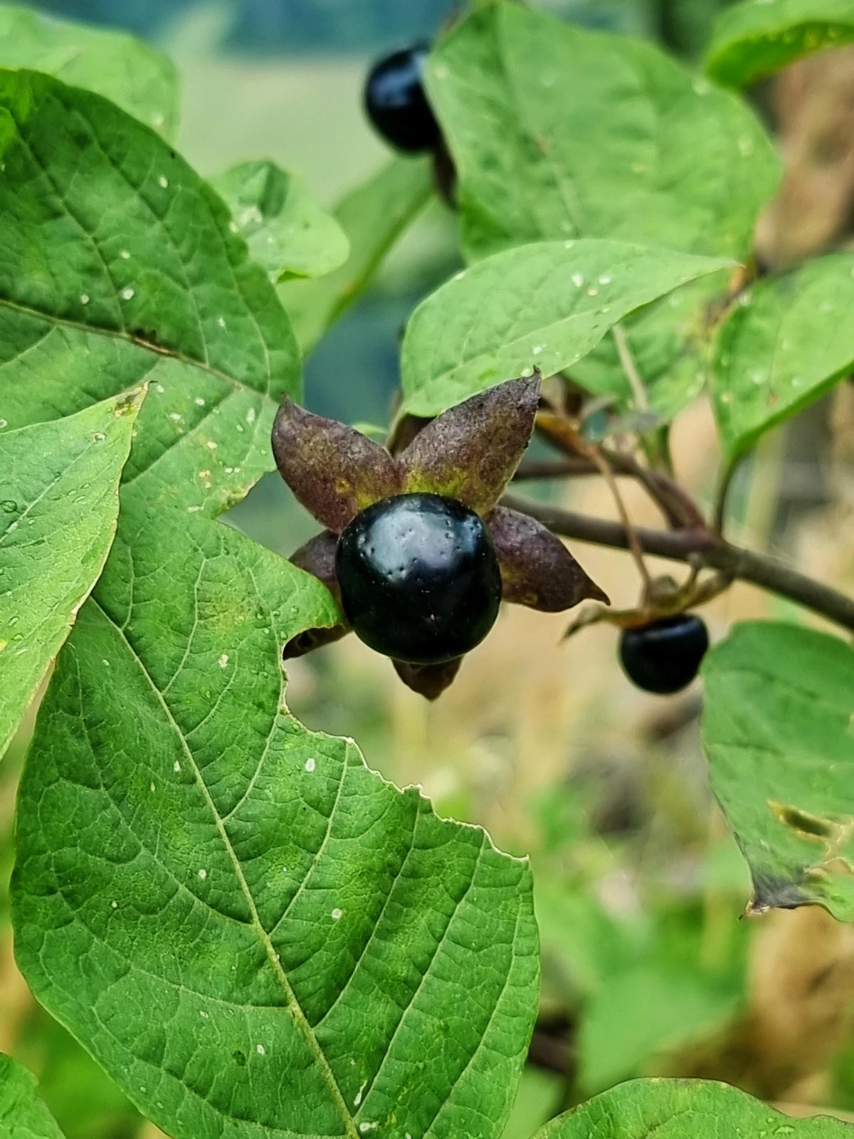 100+ Deadly Nightshade Seeds Atropa belladonna Rare Ornamental Plant USA