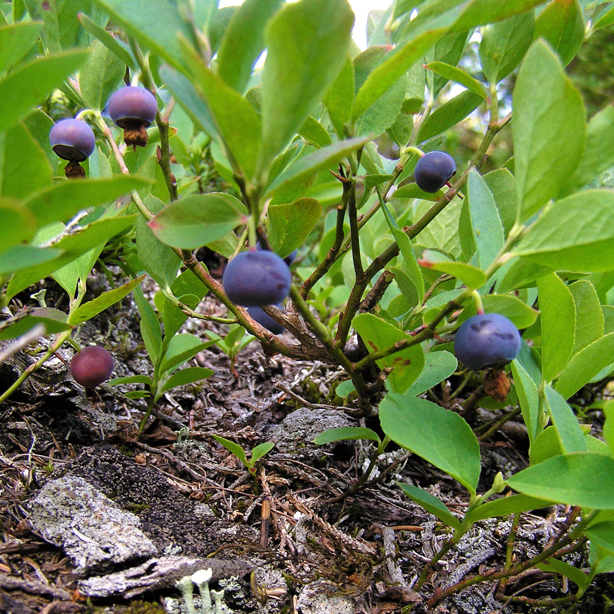 100 Big Huckleberry Seeds | Vaccinium membranaceum | Edible Native Berry