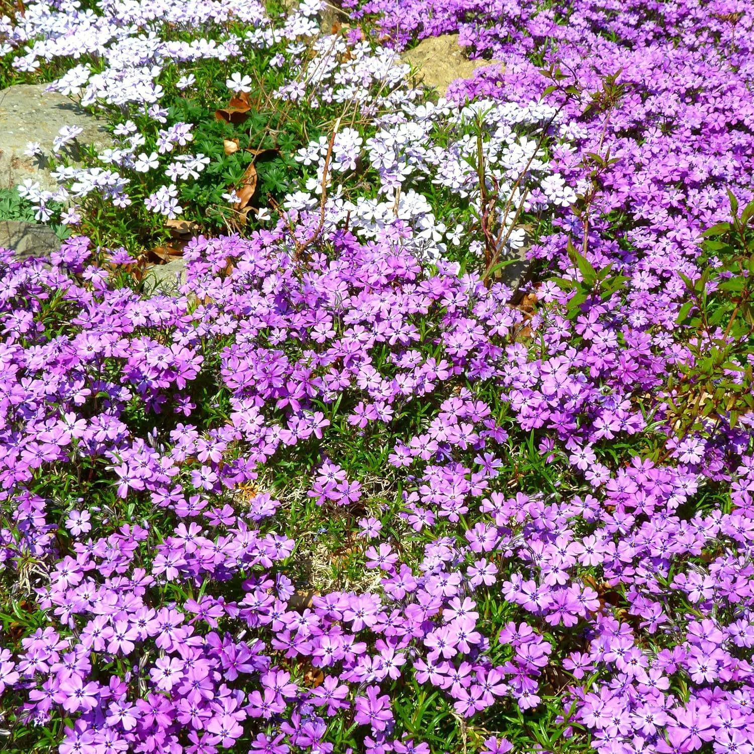 Carpetc 1000+ Creeping Phlox Seeds for Planting, Ground Cover Purple Flowers Sta