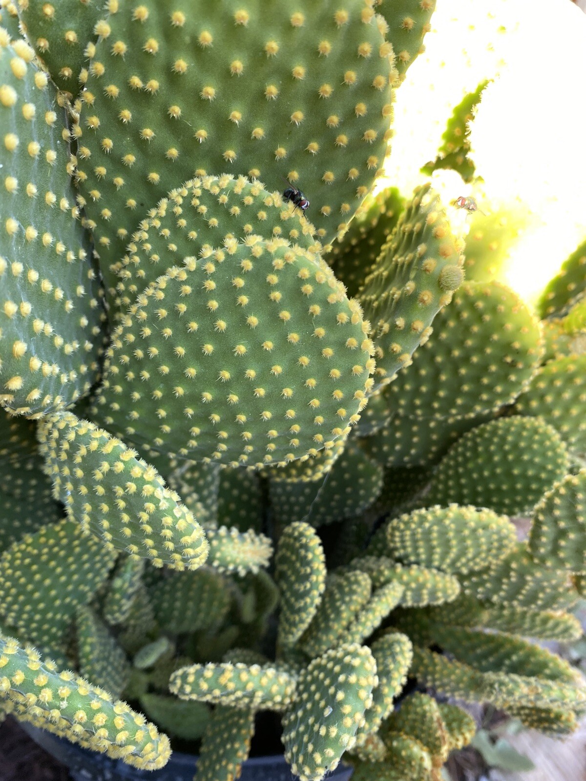 3 Hardy Opuntia Microdasys Cactus Succulent Bunny Ears Cutting No Roots Or Soil