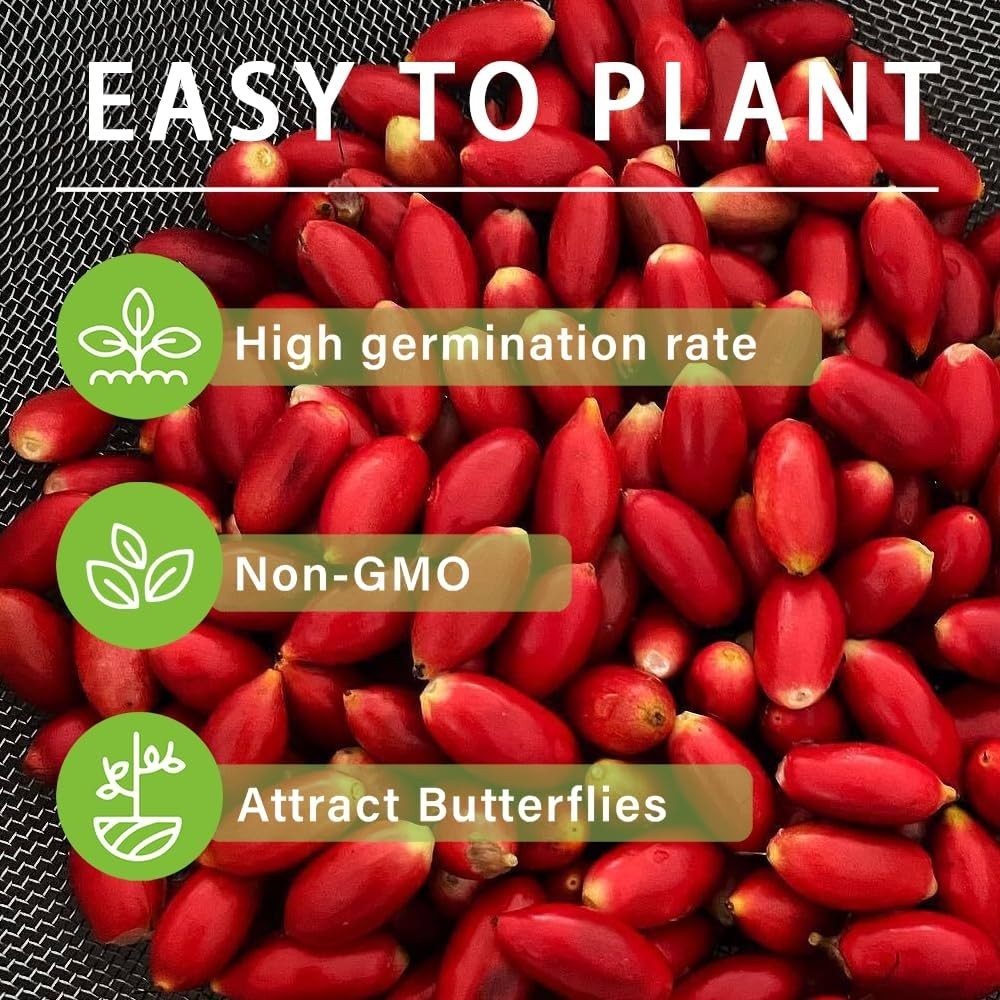 35+Tropical Miracle Berry Fruit Seed for Planting Outdoor-Edible Berries Plant Y