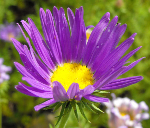 TAHOKA DAISY PRAIRIE ASTER Machaeranthera Tanacetifolia – 500 Bulk Seeds