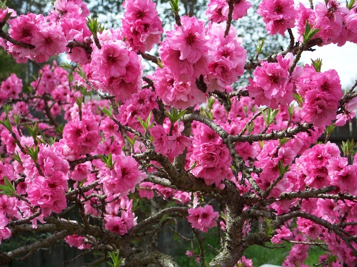 1 Saturn Peach tree well rooted new stock plant up to 2 ft tall