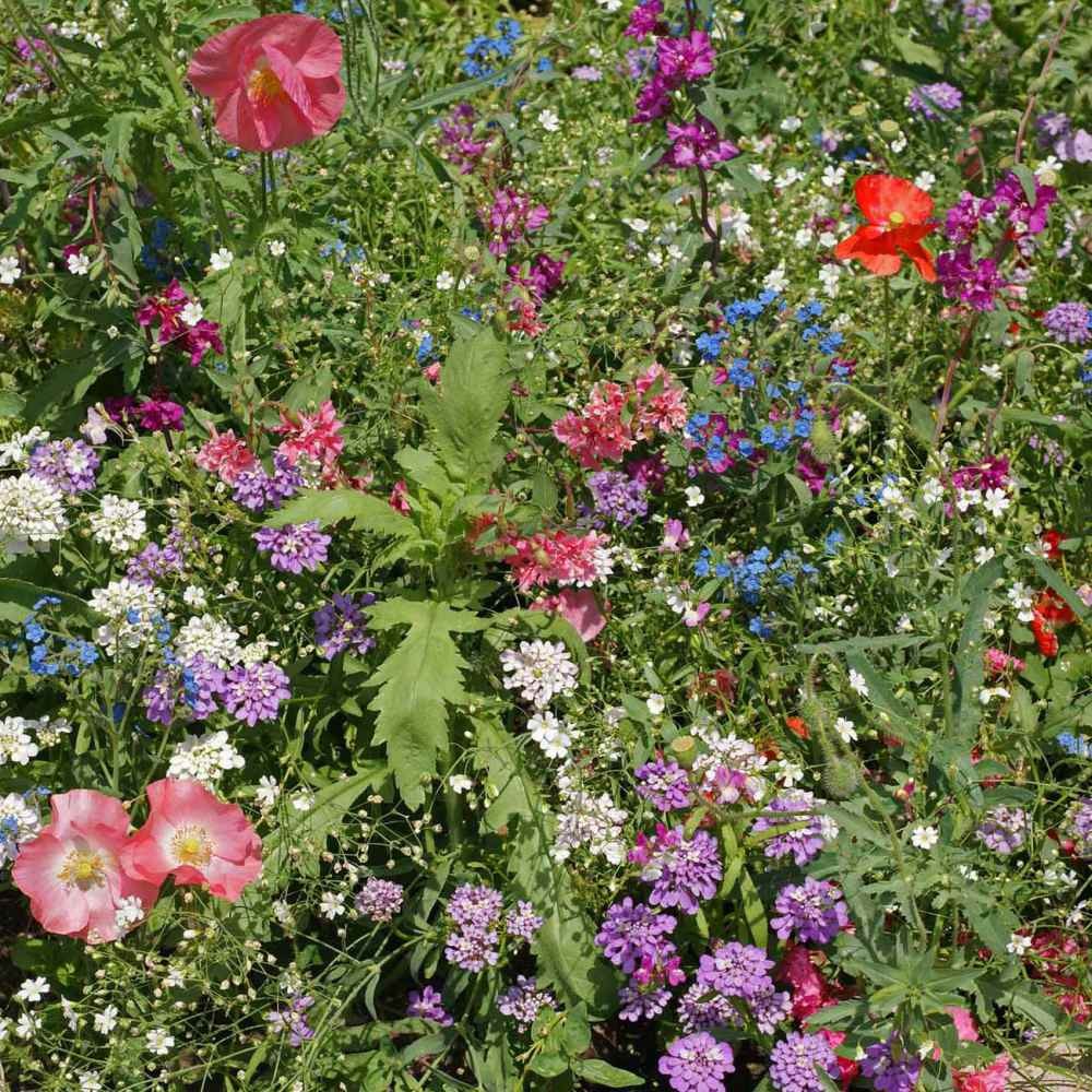 5 LBS Partial Shade Wild Flower Seed Mix For Planting Outdoors