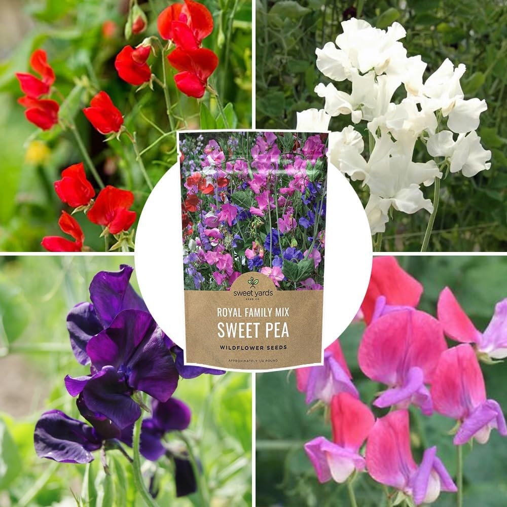 Sweet Pea Seeds Royal Mix – Bulk 1/4 Pound Bag – Over 1400 – Large Fragrant