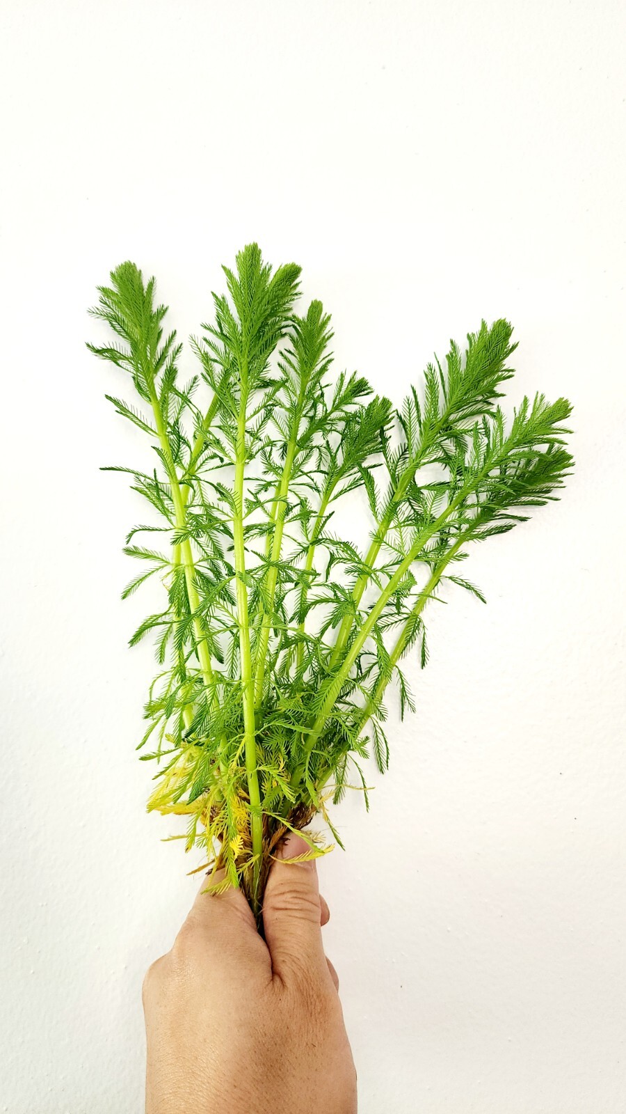 Live bunch Parrot’s Feather Aquatic Surface Pond Plant – Buy 2 Get 1 Free