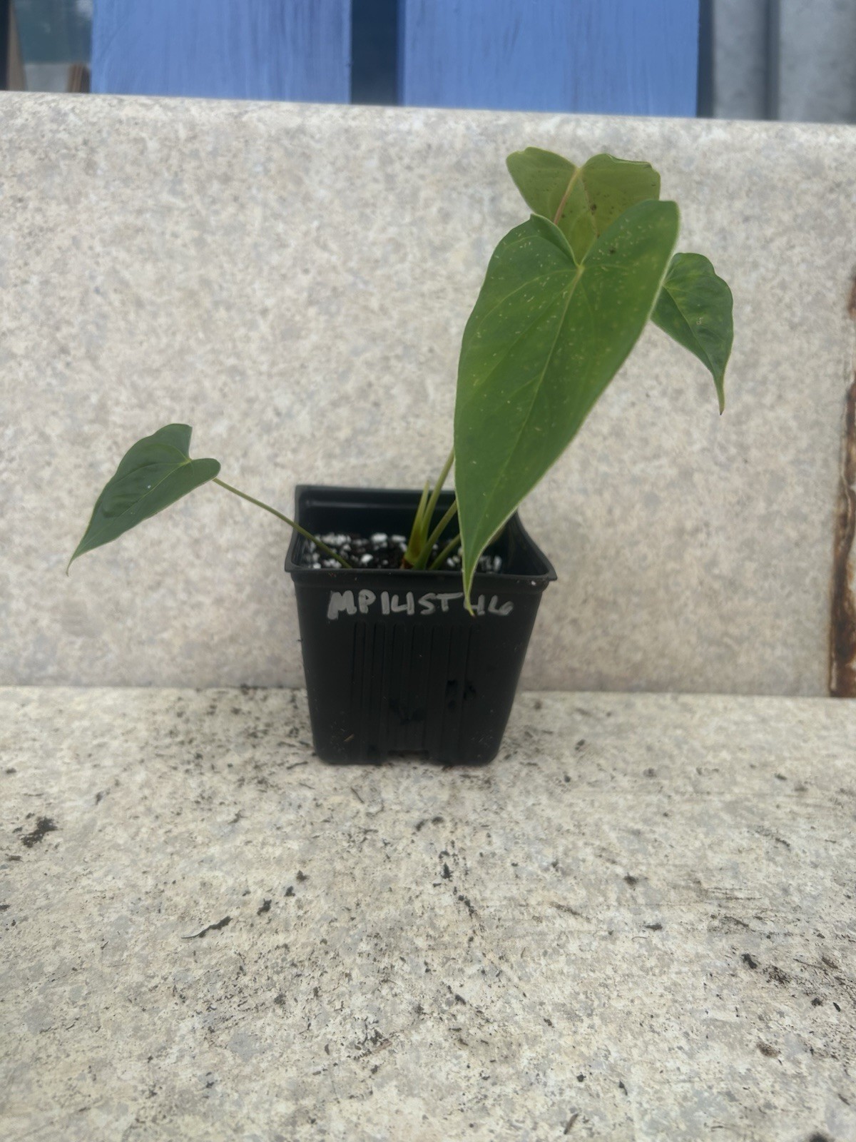 Anthurium Tropical Potted Seedling Green Broadleaf Indoor Medium Sun Houseplant