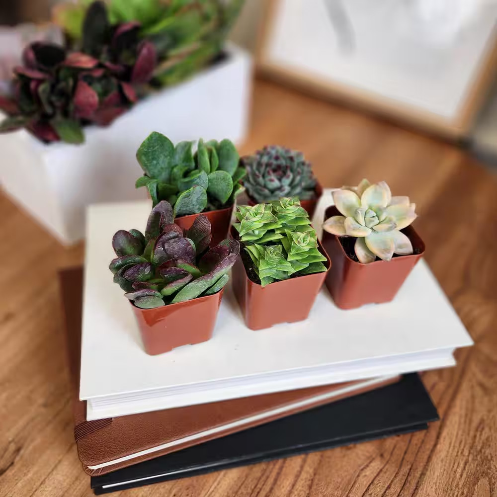2IN Easy Care Live Succulent (6-Pack)