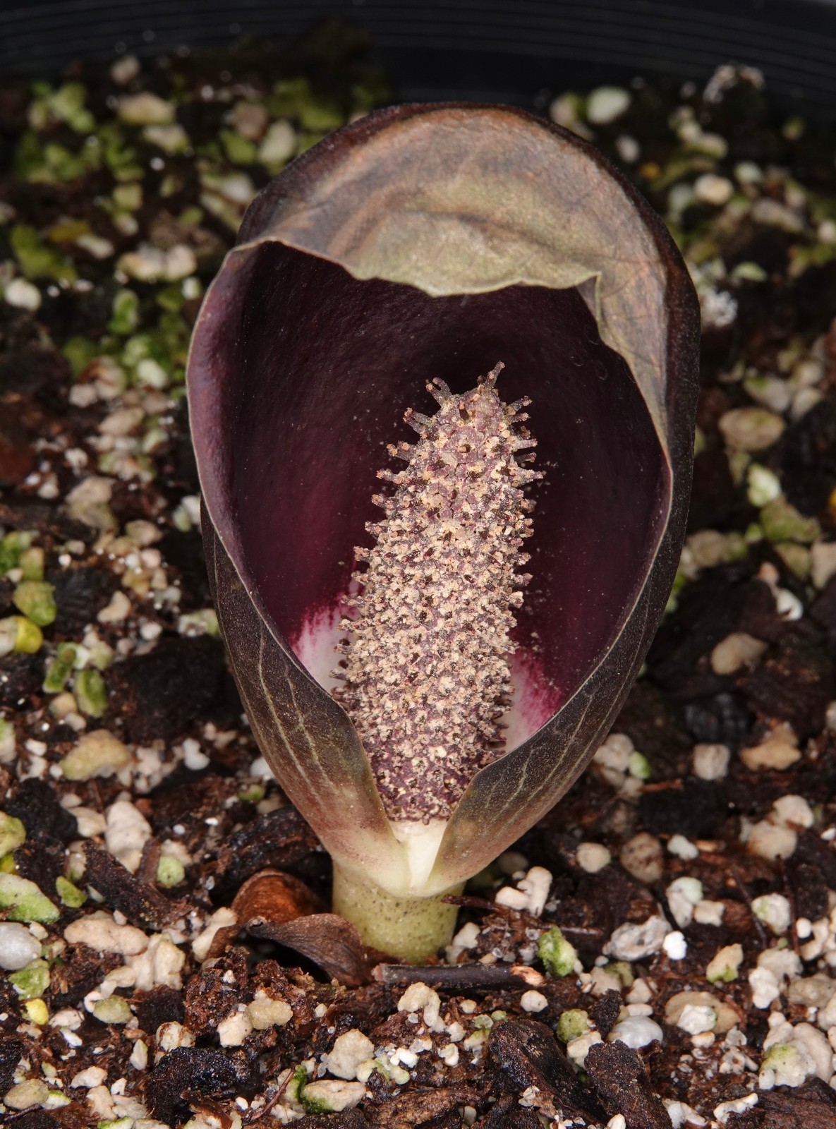 Dracontium polyphyllum-unusual tuberous aroid from northwestern South America