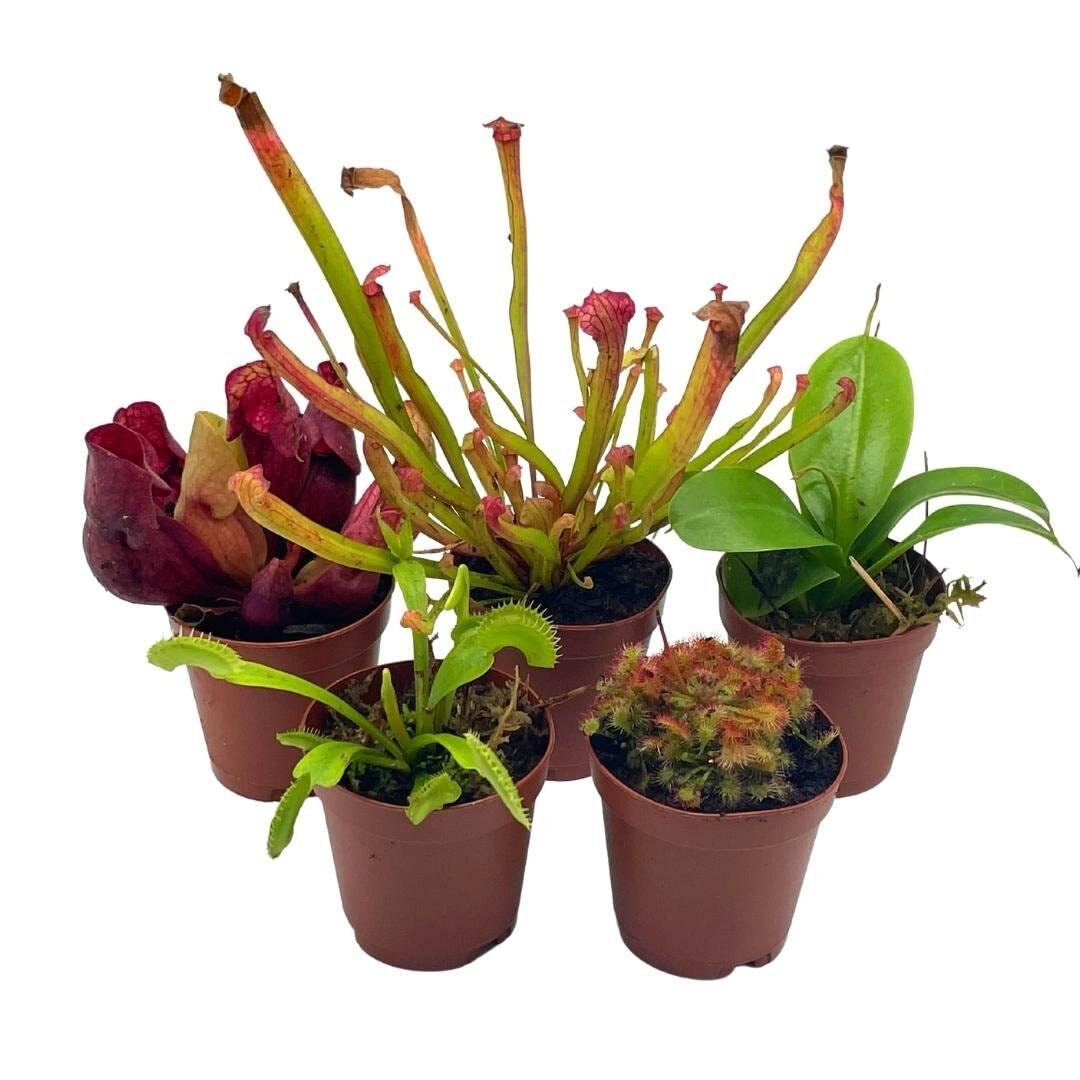 Carnivorous Plant Assortment Set, All Different Plant Species, 5 Live Potted Pla
