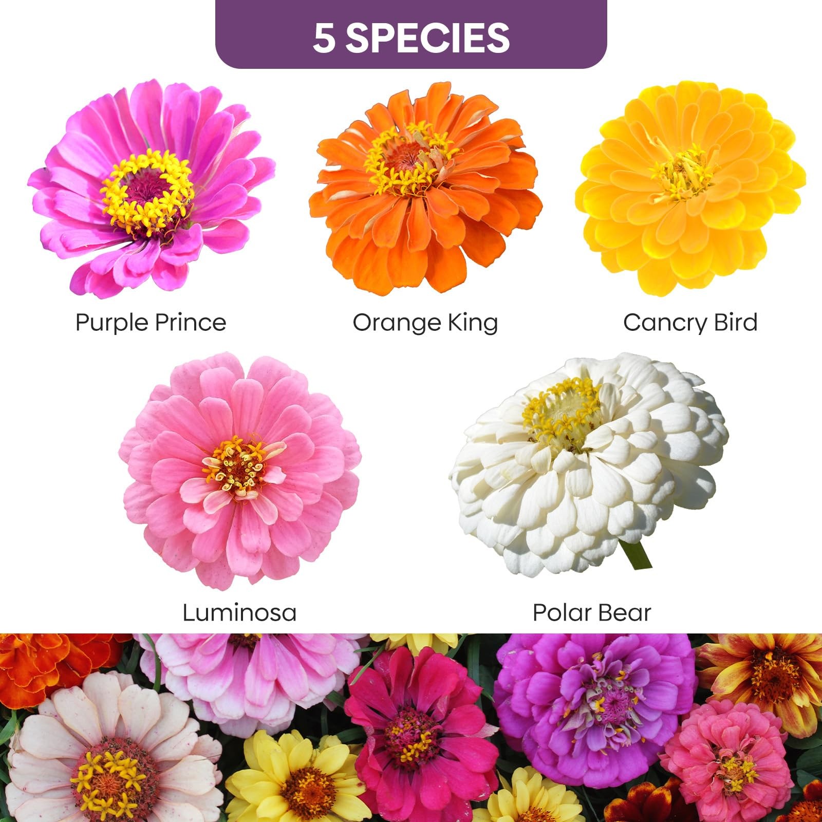 Groundio Zinnia Seeds Mix, 1 Oz, Over 3,000 Flowers 1 OZ, Colorful