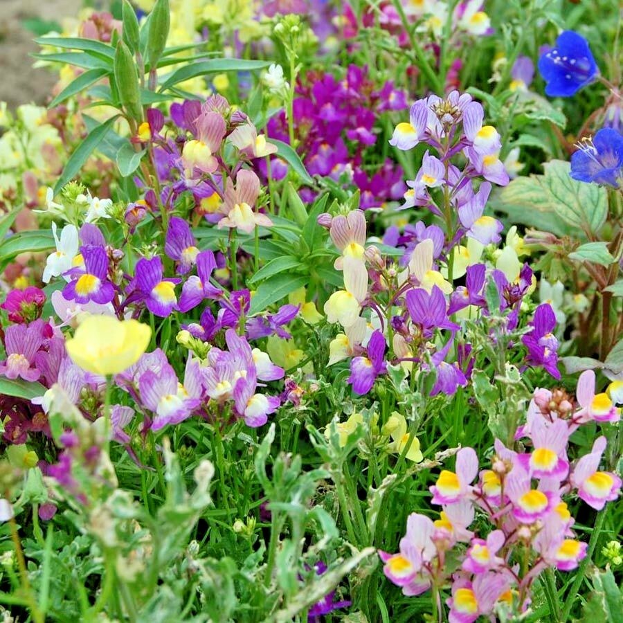 2001+DWARF SNAPDRAGON Mix Flower Seeds Toadflax Wildflower Garden Container Easy