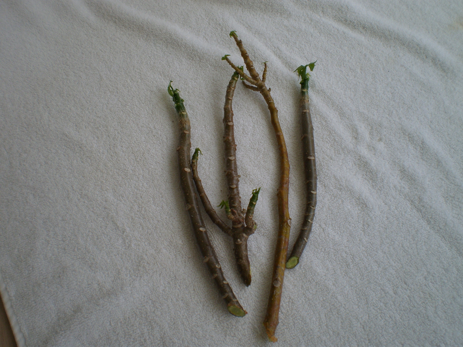 4 Chaya cuttings (8-10 inches) organic Spinach Tree from Southwest Florida