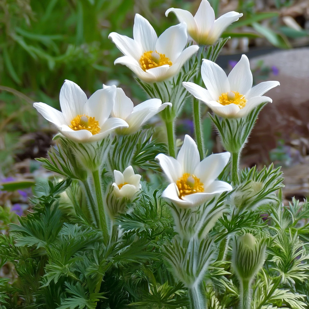 Pasque Flower 20 Seeds | Heirloom Anemone patens wolfgangiana for Gardens