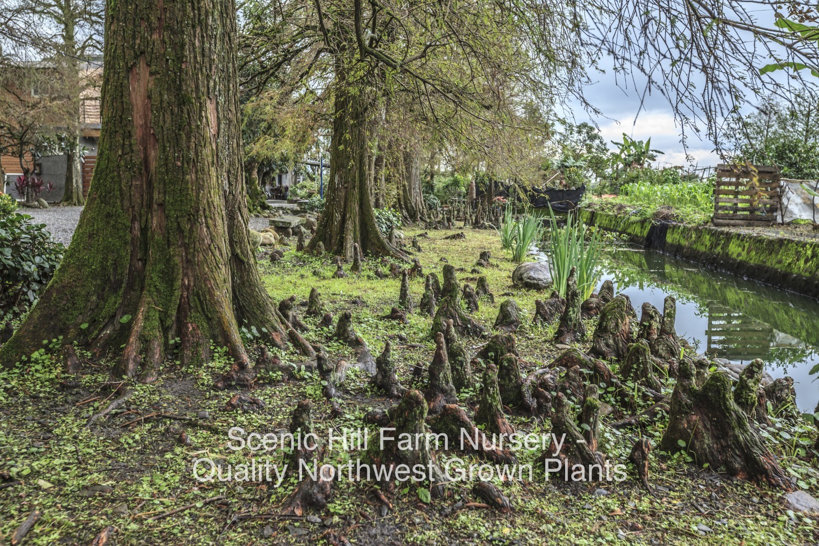 Bald Cypress Tree (Taxodium distichum) 25″ – 32″ Tall