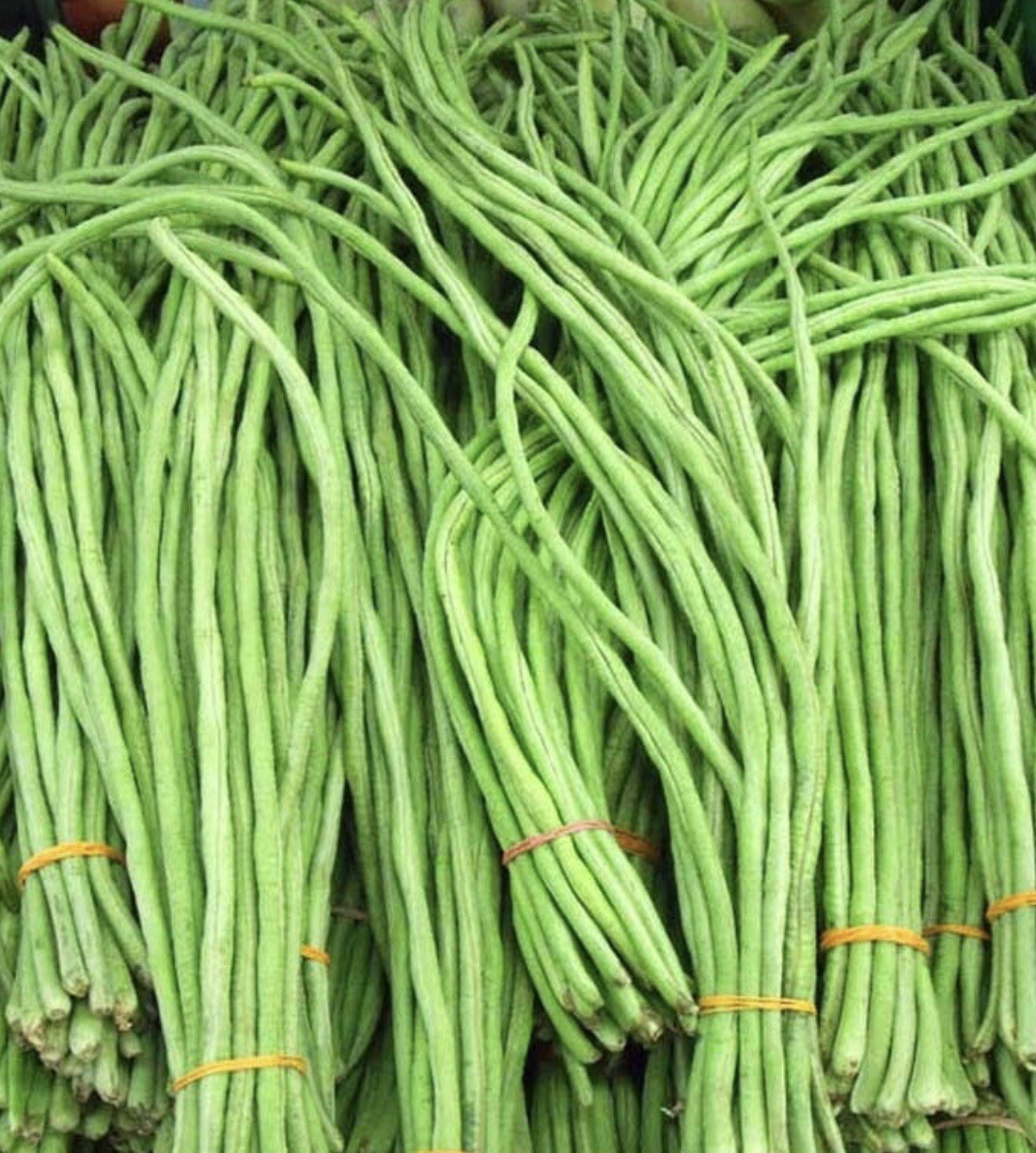 5 Packet Filipino / Asian SEEDS Bundle