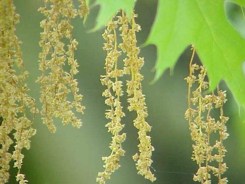 Scarlet Oak Tree Seeds for Planting | Scarlet Oak is Prized for Attractive Look