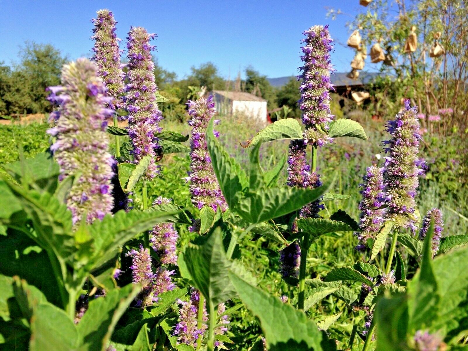 100+Purple GIANT HYSSOP Seeds Native Wildflower Drought Heat Cold Pollinators