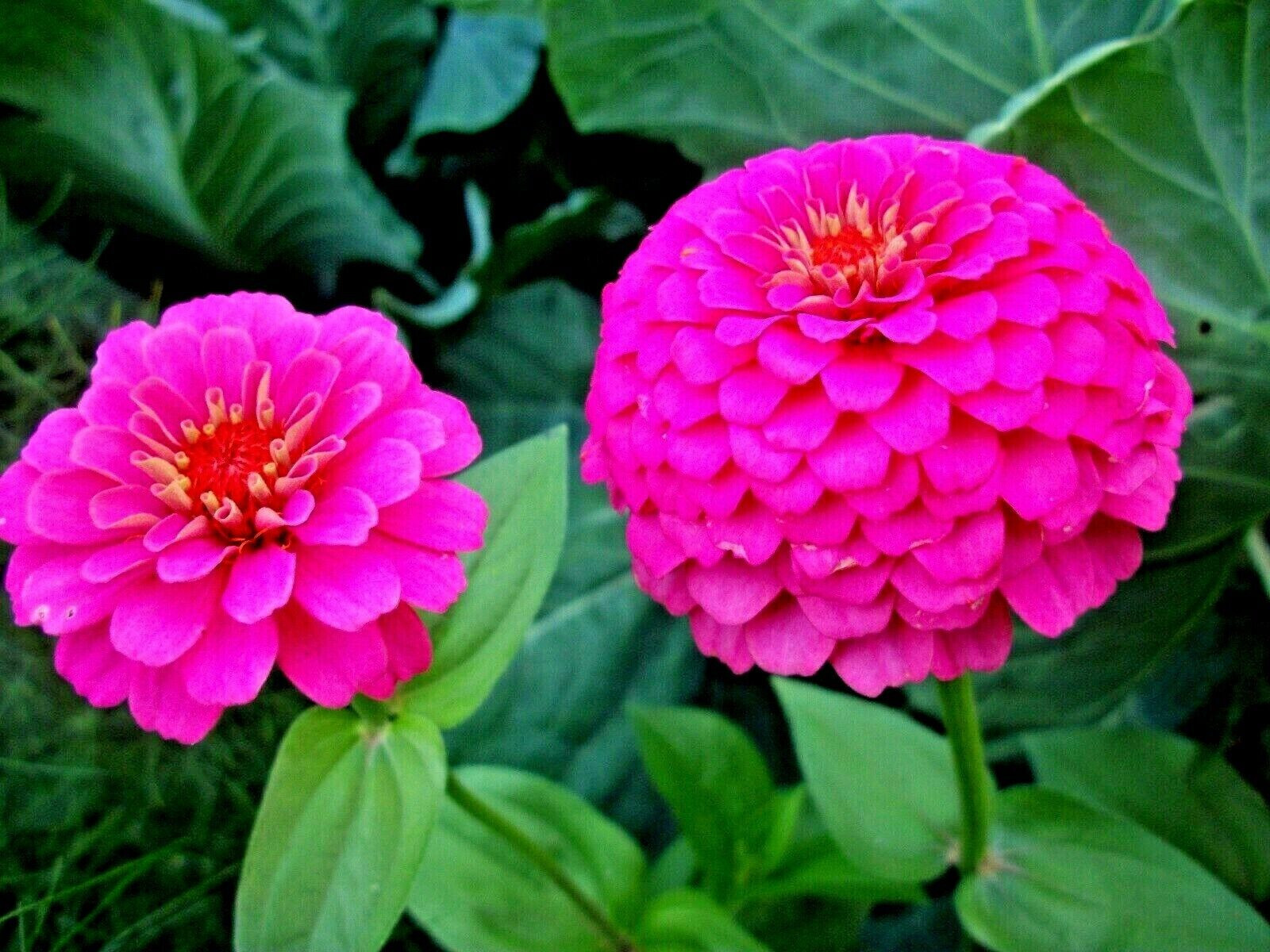 100+ PINK LUMINOSA ZINNIA SEEDS VERY PRETTY FRESH HARVEST FOR GARDENS
