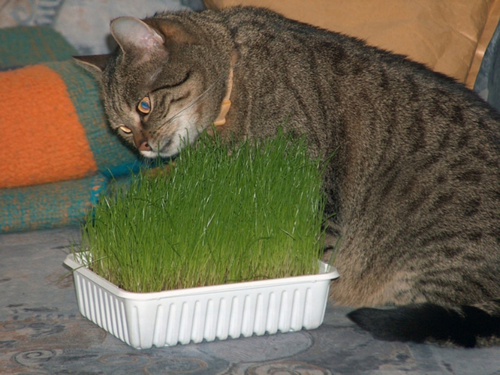 Catgrass Seeds- Herb- Crested Wheatgrass- 300+ 2021 Seeds $1.69 Max Shipping